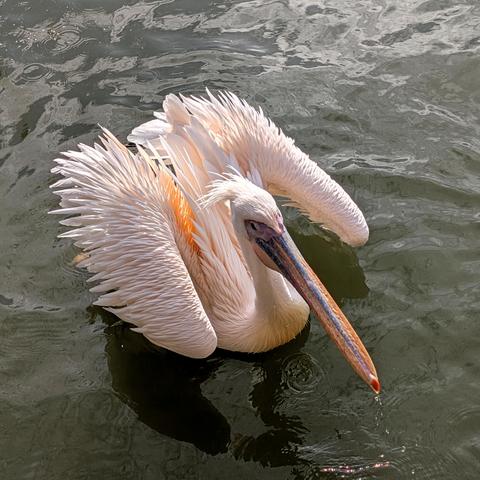 Ein Rosapelikan (Pelecanus onocrotalus) schwimmt auf dem Wasser, hat die Flügel leicht angelupft und das Gefieder aufgeplustert. Aus dem Schnabel tropft Wasser, das bunt in der Sonne glitzert.
Der Betrachter sieht den Vogel von schräg vorne und von oben.
Der Schnabel ist an First und Basis bläulich grau. Die Oberschnabelseiten sind rötlich-blaugrau, die Kanten intensiv rötlich gefärbt. Die übrigen Teile sind gelb; der Nagel rot. Der Kehlsack ist gelblich. Die nackte Partie um das Auge ist außerhalb der Brutzeit weißlich oder rosa gefärbt. Zu Beginn der Brutzeit bildet sich ein Stirnhöcker. Die umliegende Haut ist dann bei Männchen hell gelblich, bei Weibchen hell orange. Die Iris ist rot- bis dunkelbraun.
Das Gefieder ist überwiegend weiß und zeigt im Oktober einen rosa Anflug, der dann jedoch nachläßt. Die Scheitelfedern sind zu Beginn der Brutzeit zu einem Schopf verlängert. Die Federn am Kropf sind spitz und versteift. Der vordere Halsansatz ist zur Brutzeit oft gelblich gefärbt. Die Handschwingen sind schwarzbraun mit an der Basis weißem Schaft sowie bisweilen heller Spitze und schmalem, hellem Saum. Die äußeren und mittleren Armschwingen sind aschgrau mit schwärzlicher Innenfahne und breit weißer Außenfahne. Die inneren Armschwingen sind weiß mit schmalem schwarzen Randstreif. Alula und große Handdecken sind schwarz, die übrigen Oberflügeldecken, die Unterflügeldecken, Schirm- und Steuerfedern weiß.
Beine und Füße sind blaß fleischfarben bis lebhaft rosa, zur Brutzeit jedoch fleischfarben gelb bis orange mit rosa bis karminrotem Anflug vor allem an Lauf und Zehenrücken.